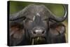 Cape Buffalo (African Buffalo) (Syncerus Caffer), Kruger National Park, South Africa, Africa-James-Stretched Canvas