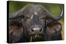 Cape Buffalo (African Buffalo) (Syncerus Caffer), Kruger National Park, South Africa, Africa-James-Stretched Canvas