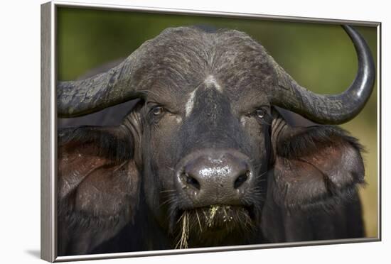 Cape Buffalo (African Buffalo) (Syncerus Caffer), Kruger National Park, South Africa, Africa-James-Framed Photographic Print