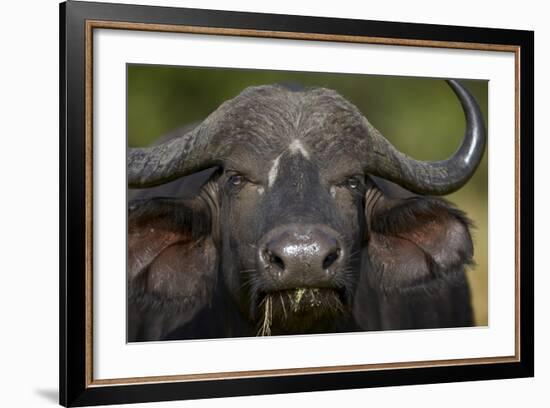 Cape Buffalo (African Buffalo) (Syncerus Caffer), Kruger National Park, South Africa, Africa-James-Framed Photographic Print