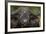 Cape Buffalo (African Buffalo) (Syncerus Caffer), Kruger National Park, South Africa, Africa-James-Framed Photographic Print