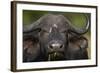 Cape Buffalo (African Buffalo) (Syncerus Caffer), Kruger National Park, South Africa, Africa-James-Framed Photographic Print