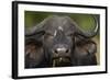 Cape Buffalo (African Buffalo) (Syncerus Caffer), Kruger National Park, South Africa, Africa-James-Framed Photographic Print