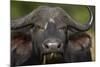 Cape Buffalo (African Buffalo) (Syncerus Caffer), Kruger National Park, South Africa, Africa-James-Mounted Photographic Print