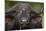 Cape Buffalo (African Buffalo) (Syncerus Caffer), Kruger National Park, South Africa, Africa-James-Mounted Photographic Print