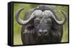 Cape Buffalo (African Buffalo) (Syncerus Caffer), Kruger National Park, South Africa, Africa-James-Framed Stretched Canvas