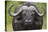 Cape Buffalo (African Buffalo) (Syncerus Caffer), Kruger National Park, South Africa, Africa-James-Stretched Canvas