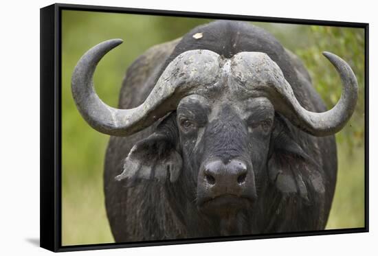 Cape Buffalo (African Buffalo) (Syncerus Caffer), Kruger National Park, South Africa, Africa-James-Framed Stretched Canvas