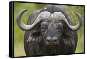 Cape Buffalo (African Buffalo) (Syncerus Caffer), Kruger National Park, South Africa, Africa-James-Framed Stretched Canvas