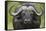 Cape Buffalo (African Buffalo) (Syncerus Caffer), Kruger National Park, South Africa, Africa-James-Framed Stretched Canvas