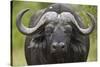 Cape Buffalo (African Buffalo) (Syncerus Caffer), Kruger National Park, South Africa, Africa-James-Stretched Canvas