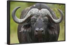 Cape Buffalo (African Buffalo) (Syncerus Caffer), Kruger National Park, South Africa, Africa-James-Framed Photographic Print