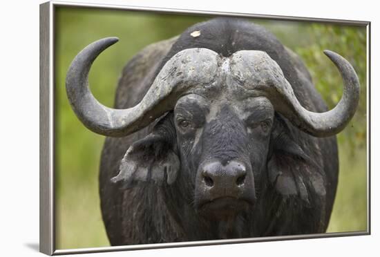 Cape Buffalo (African Buffalo) (Syncerus Caffer), Kruger National Park, South Africa, Africa-James-Framed Photographic Print