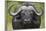 Cape Buffalo (African Buffalo) (Syncerus Caffer), Kruger National Park, South Africa, Africa-James-Framed Photographic Print