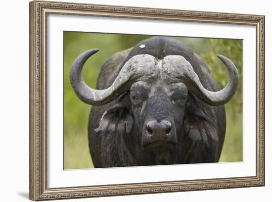 Cape Buffalo (African Buffalo) (Syncerus Caffer), Kruger National Park, South Africa, Africa-James-Framed Photographic Print