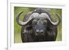 Cape Buffalo (African Buffalo) (Syncerus Caffer), Kruger National Park, South Africa, Africa-James-Framed Photographic Print