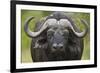 Cape Buffalo (African Buffalo) (Syncerus Caffer), Kruger National Park, South Africa, Africa-James-Framed Photographic Print