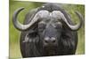 Cape Buffalo (African Buffalo) (Syncerus Caffer), Kruger National Park, South Africa, Africa-James-Mounted Photographic Print