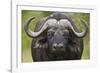 Cape Buffalo (African Buffalo) (Syncerus Caffer), Kruger National Park, South Africa, Africa-James-Framed Photographic Print