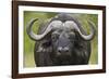 Cape Buffalo (African Buffalo) (Syncerus Caffer), Kruger National Park, South Africa, Africa-James-Framed Photographic Print