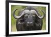 Cape Buffalo (African Buffalo) (Syncerus Caffer), Kruger National Park, South Africa, Africa-James-Framed Photographic Print