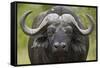 Cape Buffalo (African Buffalo) (Syncerus Caffer), Kruger National Park, South Africa, Africa-James-Framed Stretched Canvas