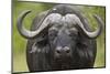 Cape Buffalo (African Buffalo) (Syncerus Caffer), Kruger National Park, South Africa, Africa-James-Mounted Photographic Print