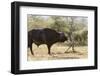 Cape Buffalo and Lilac Breasted Roller-Michele Westmorland-Framed Photographic Print