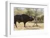 Cape Buffalo and Lilac Breasted Roller-Michele Westmorland-Framed Photographic Print