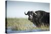 Cape Buffalo, Chobe National Park, Botswana-Paul Souders-Stretched Canvas