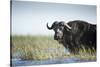 Cape Buffalo, Chobe National Park, Botswana-Paul Souders-Stretched Canvas