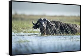 Cape Buffalo, Chobe National Park, Botswana-Paul Souders-Framed Stretched Canvas