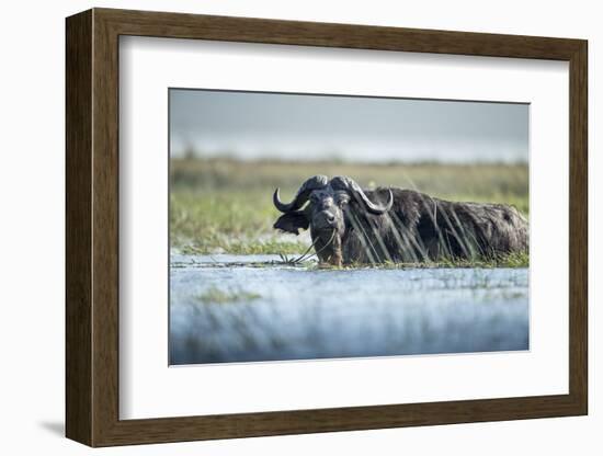 Cape Buffalo, Chobe National Park, Botswana-Paul Souders-Framed Photographic Print