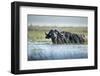 Cape Buffalo, Chobe National Park, Botswana-Paul Souders-Framed Photographic Print