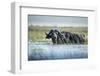 Cape Buffalo, Chobe National Park, Botswana-Paul Souders-Framed Photographic Print