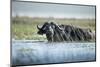 Cape Buffalo, Chobe National Park, Botswana-Paul Souders-Mounted Photographic Print