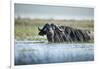 Cape Buffalo, Chobe National Park, Botswana-Paul Souders-Framed Photographic Print