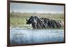 Cape Buffalo, Chobe National Park, Botswana-Paul Souders-Framed Photographic Print