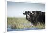 Cape Buffalo, Chobe National Park, Botswana-Paul Souders-Framed Photographic Print