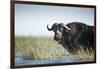 Cape Buffalo, Chobe National Park, Botswana-Paul Souders-Framed Photographic Print