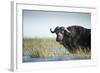 Cape Buffalo, Chobe National Park, Botswana-Paul Souders-Framed Photographic Print