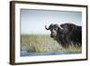 Cape Buffalo, Chobe National Park, Botswana-Paul Souders-Framed Photographic Print