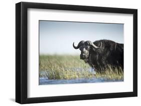 Cape Buffalo, Chobe National Park, Botswana-Paul Souders-Framed Photographic Print