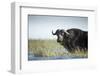 Cape Buffalo, Chobe National Park, Botswana-Paul Souders-Framed Photographic Print