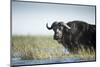 Cape Buffalo, Chobe National Park, Botswana-Paul Souders-Mounted Photographic Print