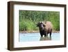 Cape Buffalo in Water Pool-Four Oaks-Framed Photographic Print