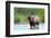 Cape Buffalo in Water Pool-Four Oaks-Framed Photographic Print