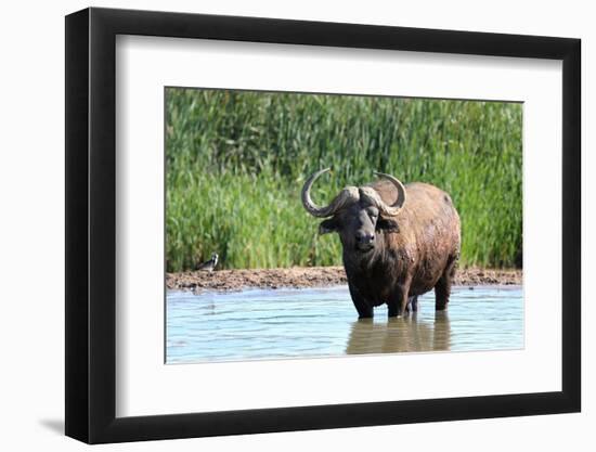 Cape Buffalo in Water Pool-Four Oaks-Framed Photographic Print