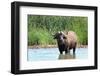 Cape Buffalo in Water Pool-Four Oaks-Framed Photographic Print