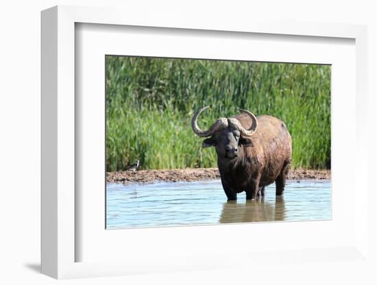 Cape Buffalo in Water Pool-Four Oaks-Framed Photographic Print